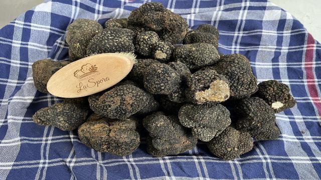 Tartufo scorzone estivo, il re incontrastato della cucina delle Marche