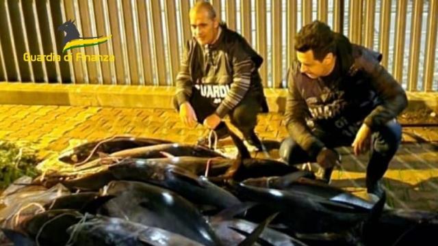 Guardia di Finanza Pescara, scatta l'operazione ''Tuna Market'' con sequestro record di tonni
