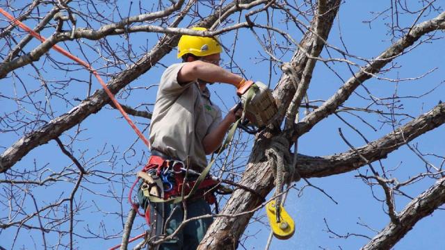 Ascoli Servizi Comunali Srl e Ecoinnova, manutenzione ordinaria di potatura di alberi ad alto fusto