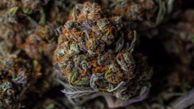 Quali sono gli effetti del cbd sul corpo
