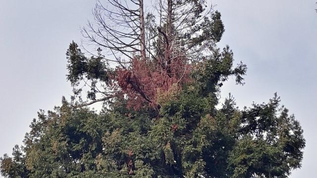 Italia Nostra Ascoli Piceno: “Opportuno confronto per Parco di Via V.Emanuele Orlando e questione del verde in città”