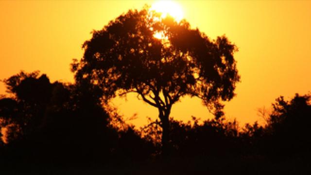 Fare un safari in Africa: come organizzarlo al meglio