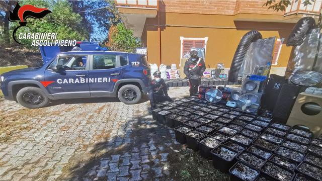 Ascoli Piceno, Carabinieri irrompono in casolare scoprendo piantagione indoor di marijuana