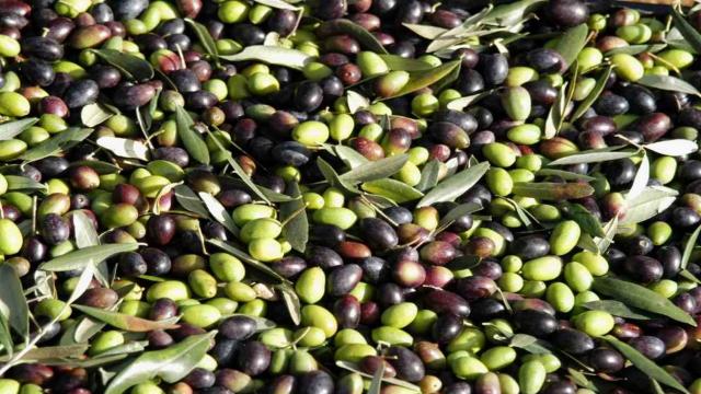 Cia Ascoli-Fermo-Macerata, la produzione di olio rischia di registrare un calo dal 50 al 100%