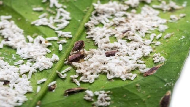 La cocciniglia negli agrumi: ecco come si combatte