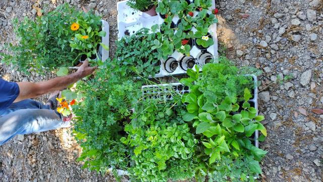 San Benedetto del Tronto, nei centri diurni per disabili nascono gli ''orti bio in rete''