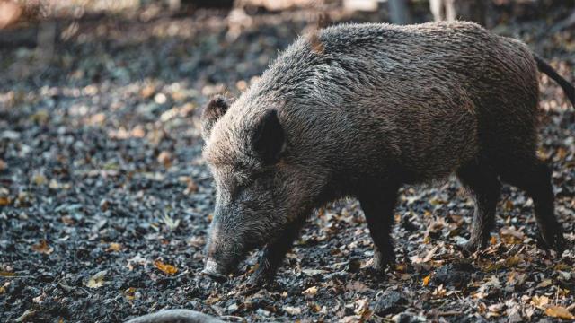 Coldiretti Marche, cinghiali: ''Finalmente il Priu, ora più controlli per difendere agricoltori e allevatori''