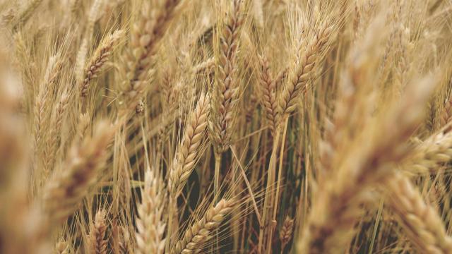 Allarme per costi del grano. Presidente Cia Ascoli-Fermo-Macerata chiede convocazione del 'tavolo grano' al Masaf