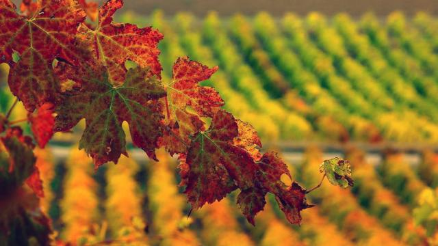 Società Coop.va Agricola Vinea, presidente Perozzi: “Forte preoccupazione per difficoltà del settore vitivinicolo”