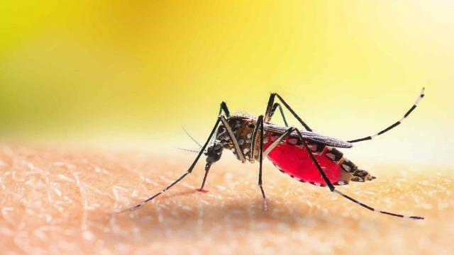 Grottammare, contrasto al punteruolo rosso e la lotta estiva alle zanzare