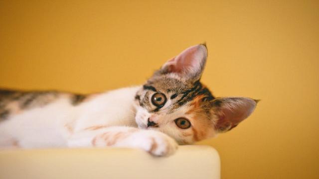 Zecche nei Gatti: Riconoscere, Prevenire e Trattare l'Invasione Parassitaria 