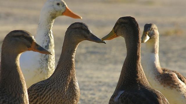 San Benedetto del Tronto, Questione Natura: “Le anatre dell’Albula sono in grave pericolo”