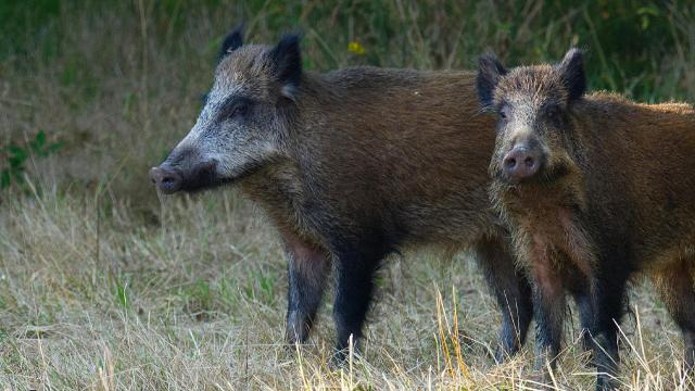 Fauna selvatica, pronti 500mila euro per danni arretrati. Coldiretti Marche: “Si volta pagina con iter più rapidi”