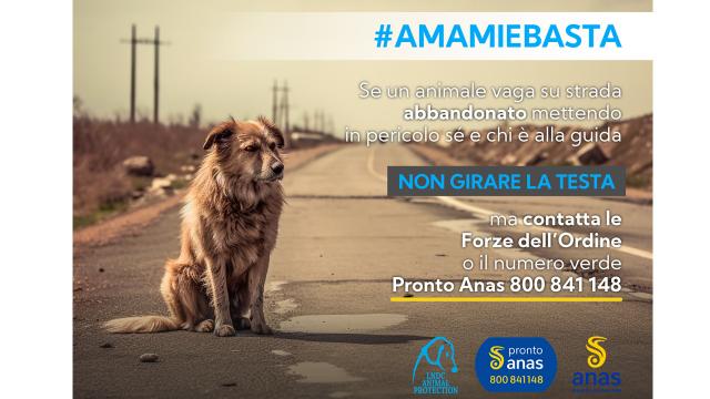 Abbandono animali e incidenti stradali. Torna la campagna #amamiebasta di LNDC Animal Protection e Anas 