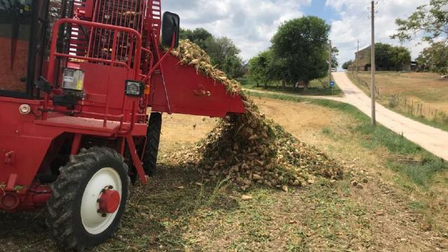 Coldiretti Marche, barbabietole: ''Sempre più aziende al lavoro per lo zucchero 100% italiano''