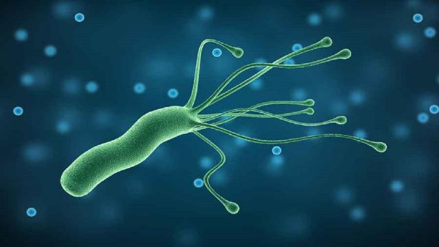 Federfarma, presto nelle Marche il nuovo test per la diagnosi dell'Helicobacter Pylori