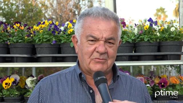 8 Marzo, dopo la pandemia le mimose tornano protagoniste per gli addobbi. Traini: “Fioritura anticipata”