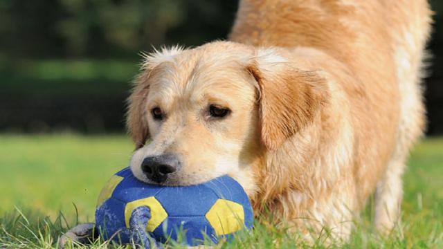 San Benedetto del Tronto, è obbligatorio lavare le superfici bagnate dai cani