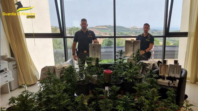 Guardia Finanza Fermo: arresto per produzione, traffico e detenzione stupefacenti. Sequestrate 36 piante di marijuana