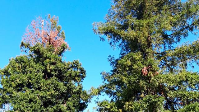 Ascoli Piceno, Italia Nostra: “Interventi urgenti per sequoie nel Parco Giardino di Porta Maggiore”