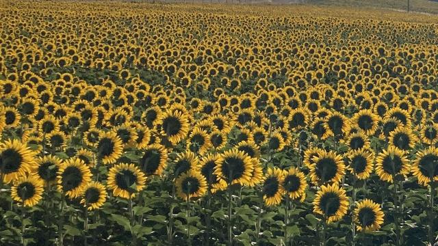 Salgono a 1500 ettari i contratti del girasole per biocarburanti. Coldiretti Marche: “Giusto reddito per agricoltori”