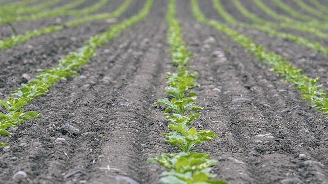 Coldiretti Marche, regione al top per la sostenibilità: boom per l'agricoltura conservativa