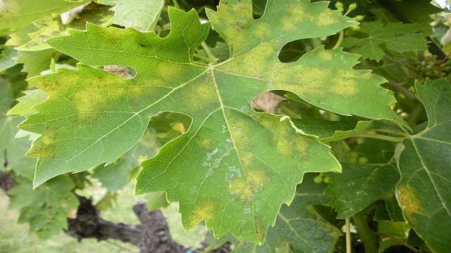 Lotta alla peronospora della vite, gli interventi attivati dalla Regione Marche