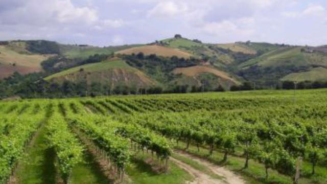 Riduzione contributi polizze degli agricoltori, Cia provinciale: “Decreto porterà le aziende agricole a non assicurarsi”