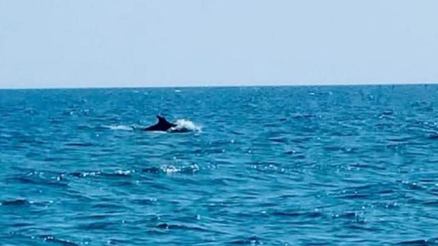 Questione Natura: ''Bellissimo segnale l'avvistamento di delfini alla Riserva Naturale della Sentina''