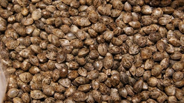 Cannabis light, l’incertezza regna sovrana