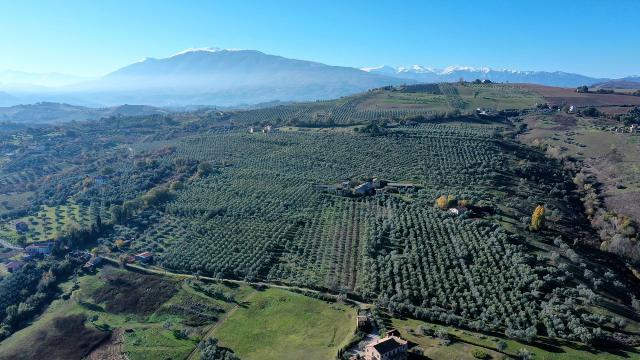 Appignano: ''Buoni come l’Olio'', le famiglie alla scoperta di ambiente, gusto e tradizioni con il FAI