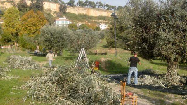Grottammare, è stagione di raccolta per le olive pubbliche: varato il bando per l’assegnazione dei lotti