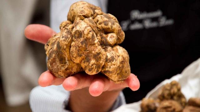 'Tartufo tutto l’anno nelle Marche', presentato in Regione il Festival permanente. Antonini: “Eccellenza del territorio”