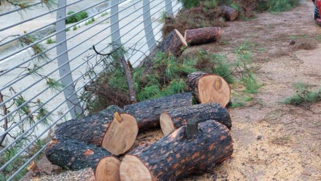 San Benedetto del Tronto, caduto un pino lungo l’Albula: si valutano le decisioni da prendere