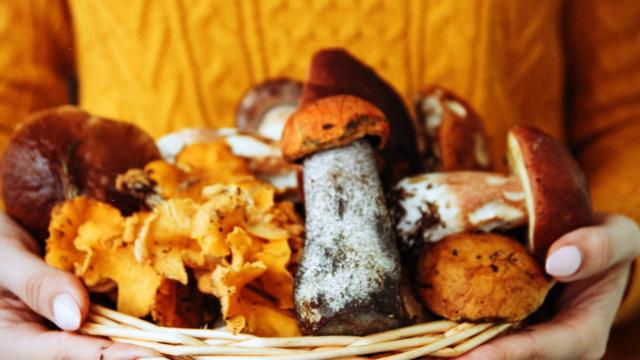 Made in Italy, Coldiretti Marche: “Finalmente l’etichettatura d’origine per tartufi e funghi”