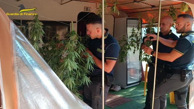 Guardia di Finanza, blitz antidroga a Civitanova. Scovate due piantagioni di canapa indiana in fioritura