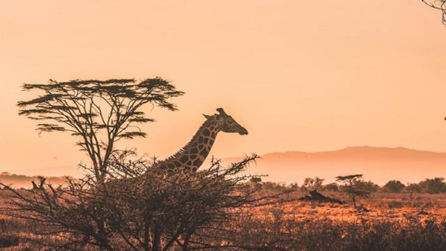 Come preparare un viaggio in Kenya