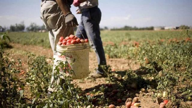 Cia Ascoli-Fermo-Macerata: ''La mancanza di manodopera tra i principali problemi in agricoltura''