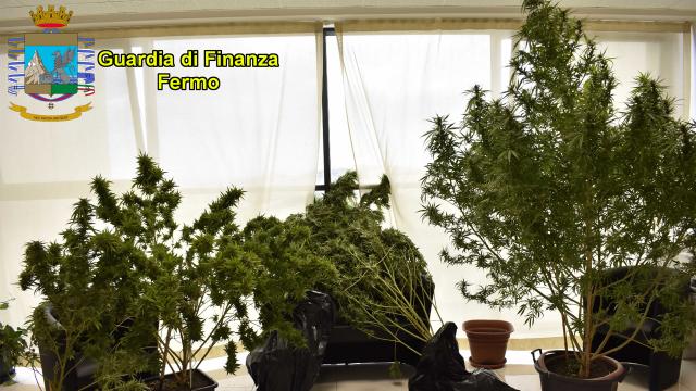 Guardia Finanza Fermo, individuato corriere di marijuana e scovata una piantagione casalinga