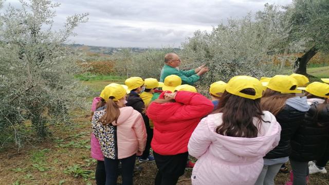 Coldiretti Marche, oleoturismo: ''Con decreti attuativi si entra nel vivo, subito corsi e incontri per le aziende''