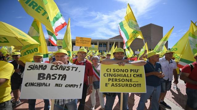 Coldiretti Marche, allarme cinghiali: ''Bene prime misure post manifestazione ma non basta''