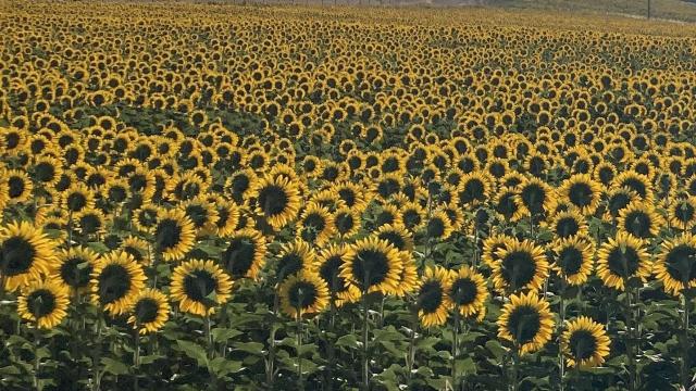 Marche, salvo il prezzo del girasole grazie ai contratti di filiera Coldiretti-Cai per il settore energetico
