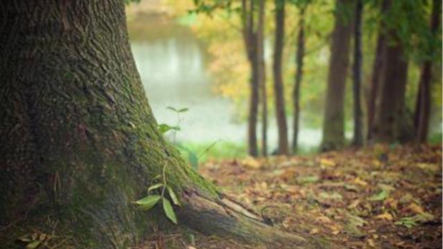 Regione Marche, 'Siti Natura 2000' e infrastrutture verdi non urbane: in uscita il bando