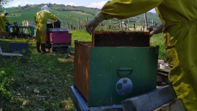 Grido d’allarme degli Apicoltori Delle Marche: “A Rischio le produzioni di miele e la sopravvivenza delle api”