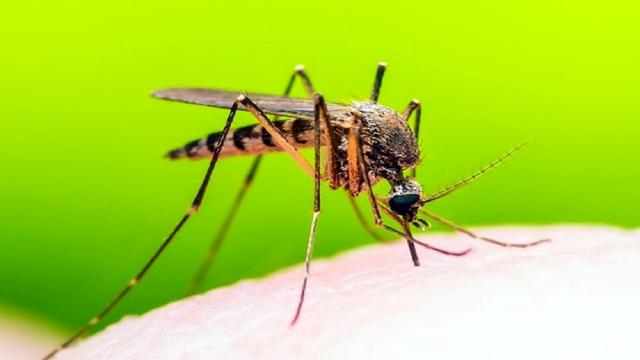 Grottammare, prosegue la lotta estiva alle zanzare