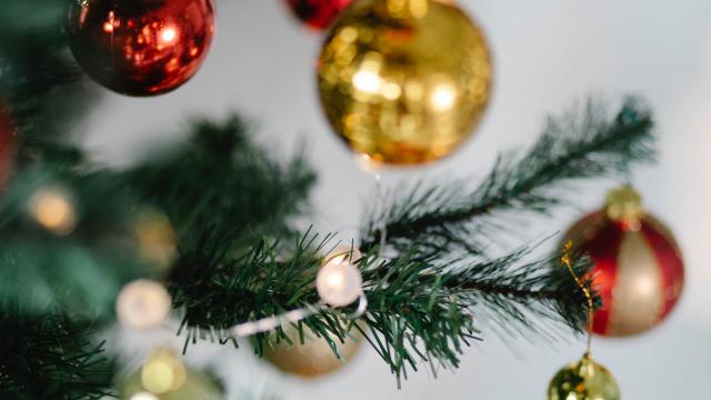 Abeti e stelle di Natale: leggero aumento ma ottima qualità. Cia Agricoltori: “Causa siccità molte piante sono morte”