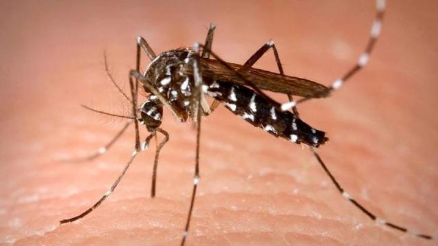 Aggiornamento sui casi di Dengue nelle Marche: confermata dal Ministero l'efficacia delle misure adottate
