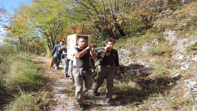 Monti Sibillini, il camoscio Vettore ha trovato casa nel Parco Sirente Velino