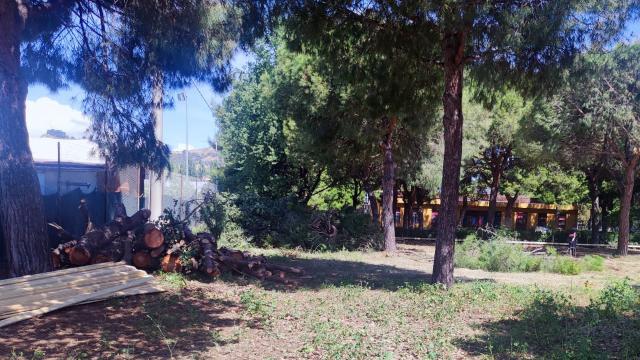 Questione Natura su abbattimento pini a Porto d’Ascoli: “Perdita di alberi maturi ha impatto negativo sull'ambiente” 
