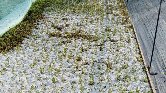 Grandinate e maltempo, danni ingenti su vigneti e vivai. L'allarme della Cia Agricoltori di Ascoli